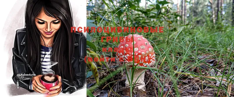 купить наркоту  Ноябрьск  Псилоцибиновые грибы Psilocybe 